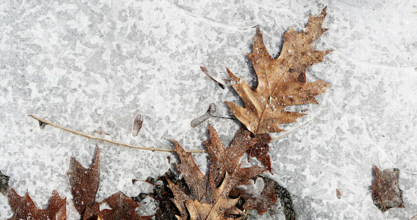 Photo of leaves sitting atop a sheet of ice.