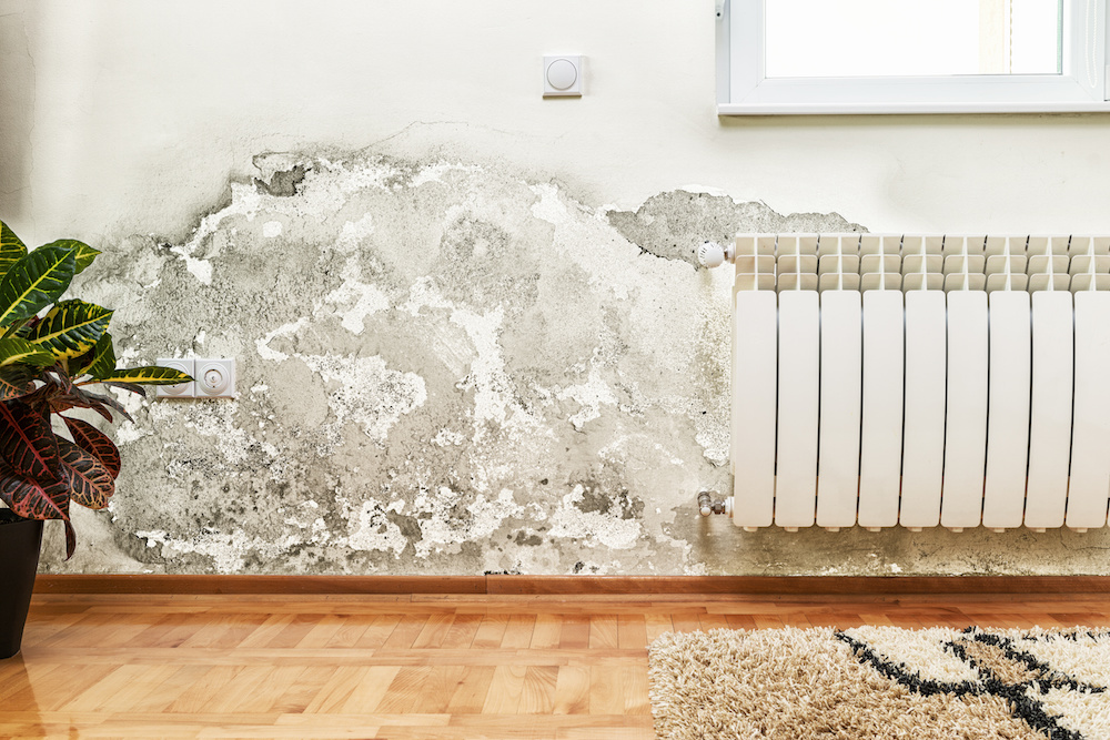 An example of what a damp home can do you to your walls, leaving mold and mildew.